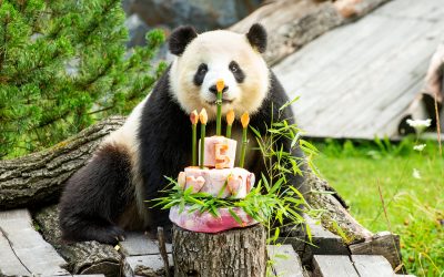 Happy Birthday zum 62. Geburtstag, liebe Fatou